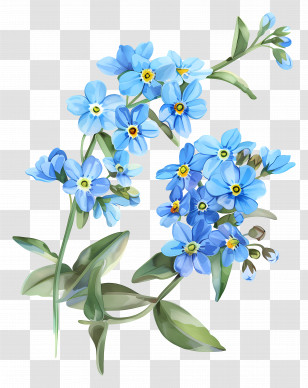Blue Flowers - Blue Forget-Me-Not Flowers Illustration Transparent PNG