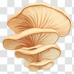 Oyster Fungus Mushroom - Mushroom Illustration Transparent PNG