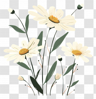 Daisies - Beautiful Daisy Flowers Illustration Transparent PNG