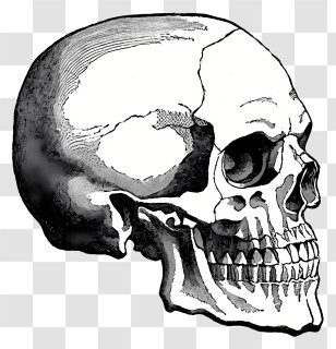 Cartoon - Detailed Human Skull Illustration Transparent PNG