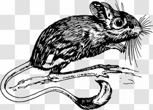 Clip Art Jerboa Vector Graphics Rodent Illustration - Tail - Romeo And Juliet Coloring Worksheets Transparent PNG
