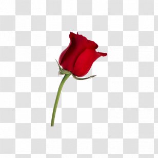 Desktop Wallpaper Rose Stock Photography Flower - Angry Birds Transparent PNG