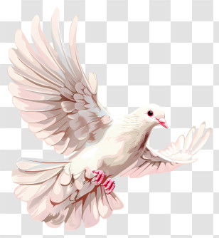 Dove - White Dove In Mid-Flight Illustration Transparent PNG