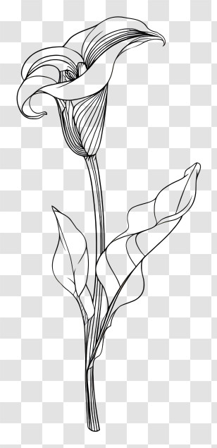 Calla Lily Sketch - Line Art Flower Drawing Transparent PNG