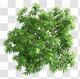 Neem Tree Top View - Green Plant Top View Transparent PNG