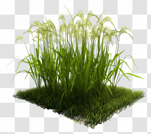 Rice Paddy - Tall Green Grass Patch Transparent PNG