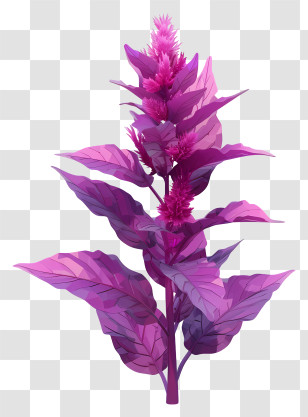 Amaranth - Vibrant Purple Plant Transparent PNG