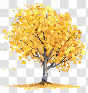 Autumn Ginkgo Tree - Beautiful Yellow Autumn Tree Illustration Transparent PNG