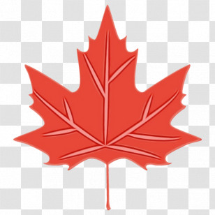Maple Leaf Transparent PNG
