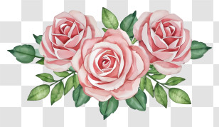 Cartoon - Beautiful Pink Roses With Green Leaves Bouquet Transparent PNG
