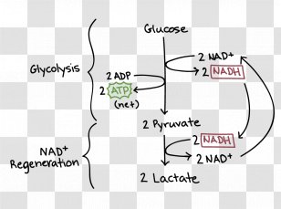 Cellular Respiration Glycolysis Ethanol Fermentation Anaerobic - Watercolor - Tree Transparent PNG