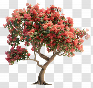 Flamboyant Tree - Beautiful Flowering Tree With Pink Blossoms Transparent PNG