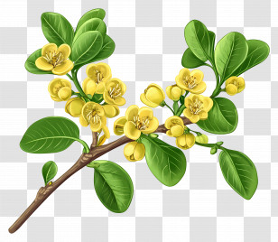 Yellow Flower - Yellow Flower Branch Illustration Transparent PNG