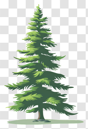 Fir Tree - Tall Green Pine Tree Illustration Transparent PNG