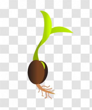 Germination Seed Sprouting Bud Clip Art - Plant Stem Transparent PNG