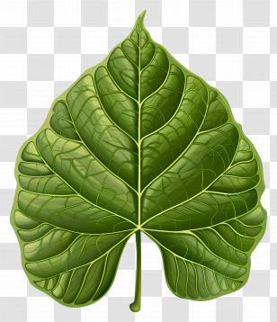Bodhi Tree Leaf - Detailed Green Leaf Botanical Illustration Transparent PNG