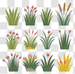 Plants - Illustration Of Decorative Grass Plants Transparent PNG