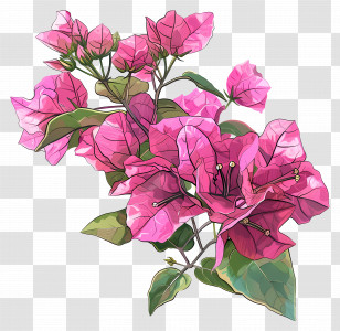 Bougainvillea Flower - Pink Bougainvillea Flowers Illustration Transparent PNG