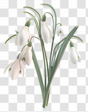 Snowdrops - Snowdrop Flowers Botanical Illustration Transparent PNG