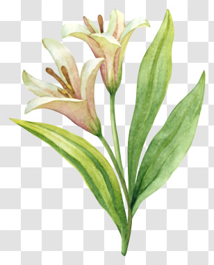 White Lily Flowers - Beautiful White Lily Illustration Transparent PNG