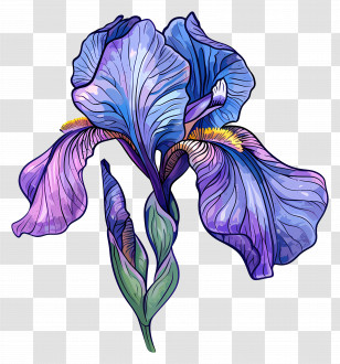 Iris Flower - Purple Iris Flower With Detailed Artistic Design Transparent PNG
