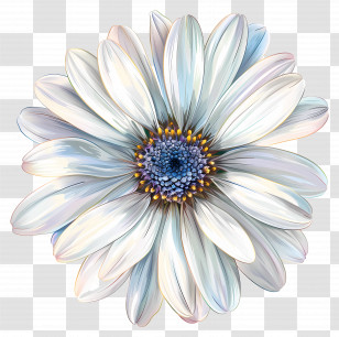 Transvaal Daisy - Intricate White Flower With Detailed Petals Transparent PNG