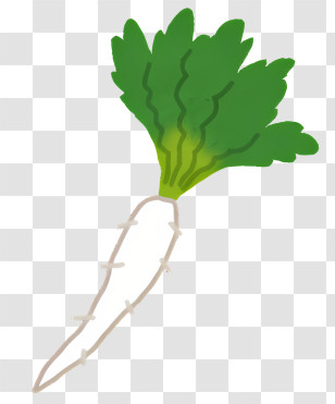 Icon - Simple Radish Illustration Transparent PNG