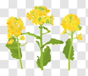 Plants With Yellow Flowers - Yellow Flowers In Bloom Transparent PNG