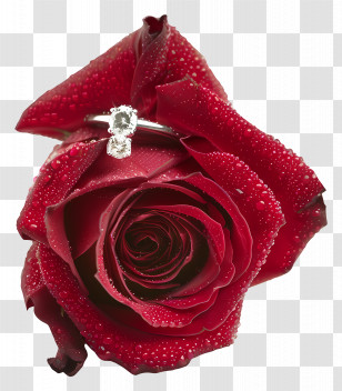 Say Yes - Red Rose With Diamond Ring Romantic Concept Transparent PNG