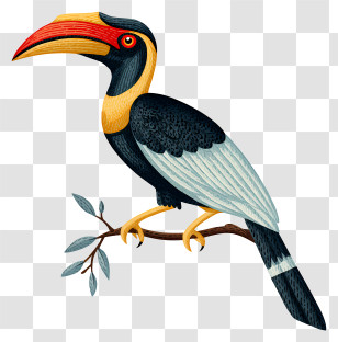Hornbill Bird - Colorful Hornbill On A Branch Transparent PNG