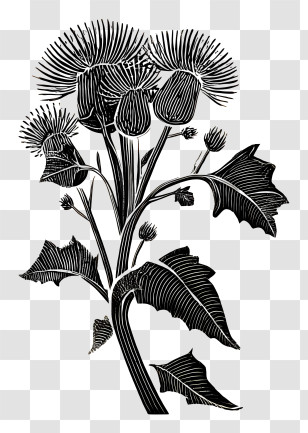 Burdock - Black And White Botanical Illustration Transparent PNG