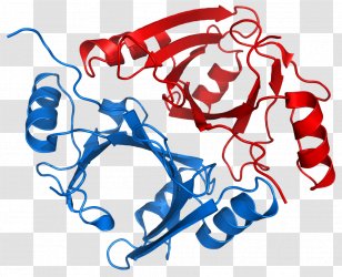 Methylmalonyl-CoA Mutase Methylmalonyl CoA Epimerase And Racemase Coenzyme A - Watercolor - Silhouette Transparent PNG