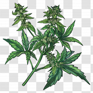 Mugwort - Cannabis Plant Illustration Transparent PNG