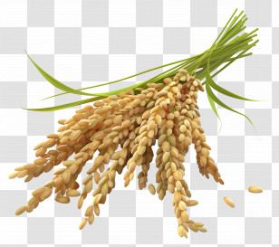 Rice Grains - Realistic Bunch Of Rice Grains Illustration Transparent PNG