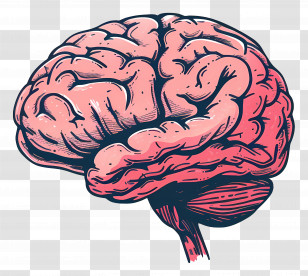 Brain - Human Brain Cartoon Illustration Transparent PNG