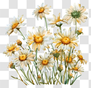 Daisies - Yellow Daisy Flower Illustration Transparent PNG