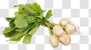 Turnip Daikon Vegetable Cabbage - Turnips Transparent PNG