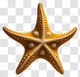 Starfish - Yellow Starfish Illustration With Intricate Textures Transparent PNG