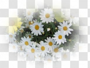 Roman Chamomile Oxeye Daisy Flower Bouquet - Floristry Transparent PNG