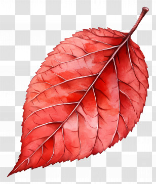 Leaf Drawing - Beautiful Red Autumn Leaf Illustration Transparent PNG