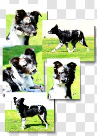 roughstock border collies