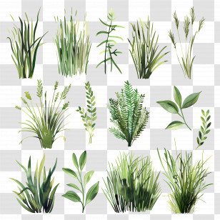Grass - Different Types Of Green Grass Transparent PNG