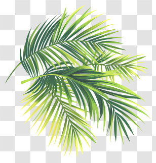Palm Branches - Tropical Green Palm Leaves Cluster Transparent PNG