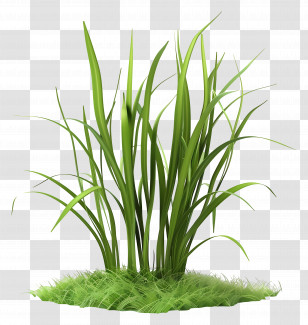 Grass Plant - Bright Green Grass For Spring Gardens Transparent PNG
