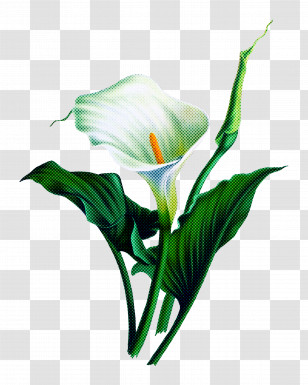 Flower Plant Giant White Arum Lily Arum Petal Transparent PNG