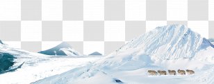 Arctic Wolf Snow Domain Name Internet - On The Transparent PNG