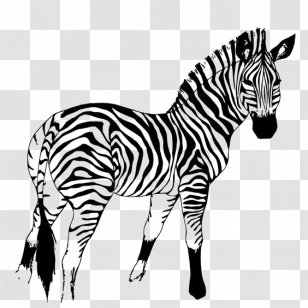 Quagga Horse Mountain Zebra - Like Mammal Transparent PNG