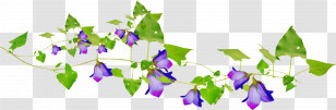 Flower Border Flower Background Transparent PNG