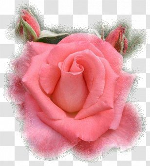 The Gardens Of American Rose Center Hybrid Tea Garden Roses Royal National Society - Beekenkamp Plants Bv Transparent PNG