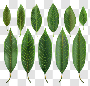 Mango Leaves - Green Leaves Collection Transparent PNG
